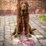 Tailoir Hundeleine 2m geflochten – Paracord Führleine für Mittel- & Grosse Hunde – Bild 5