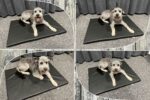 FORTISLINE Hundematte 100x65 cm – Kunstleder Hundebett mit Reissverschluss für mittelgrosse Hunde – Bild 5