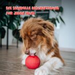 SmoothieDog Schleckball + Hundesmoothie 6er Mix (250ml) – Intelligentes Spielzeug & Natürlicher Snack – Bild 4