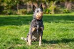 Baskerville Anti-Giftköder Maulkorb Grösse 5 – Sicher & Tiergerecht für mittelgrosse Hunde – Bild 3