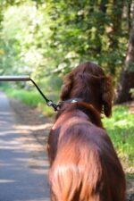dobar Walky Dog Plus Fahrradleine – Edelstahl Hundeleine mit Quicklock für sicheres Radfahren – Bild 3