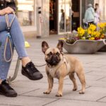 Curli Vest Harness Clasp Cord S – Ergonomisches Hundegeschirr mit DogFinder ID – Bild 5