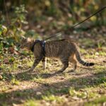 LucyBalu® Explorer Katzengeschirr XS/S mit Leine – Brustgeschirr-Set mit AirTag-Fach – Bild 9