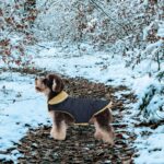 Queenmore Wintermantel für Hunde – Wasserdicht & wärmend für Mittelgrosse Rassen – Bild 6
