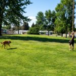 Fida 8m Hundeleine für grosse Hunde bis 50 kg – Robuste Rollleine mit Sicherheitsband – Bild 6