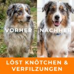 BUDDY BRUNO Hundeshampoo Sensitiv 250ml mit Sanddorn – Glänzendes Fell & beruhigte Haut – Bild 4