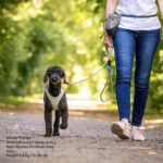 Curli Stretch Comfort Leash M – Stoßdämpfende Hundeleine mit Sicherheitskarabiner – Bild 3