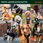 Nomadog Trailblazer Anti-Zug Hundegeschirr Grösse L – Gepolstert & Reflektierend für grosse Hunde – Bild 9