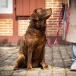 Tailoir Hundeleine 2m geflochten – Paracord Führleine für Mittel- & Grosse Hunde – Bild 7