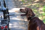 dobar Walky Dog Plus Fahrradleine – Edelstahl Hundeleine mit Quicklock für sicheres Radfahren – Bild 6