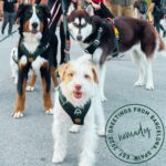 Nomadog Trailblazer Anti-Zug Hundegeschirr Grösse L – Gepolstert & Reflektierend für grosse Hunde – Bild 11