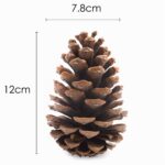TRIXES 15er Set Natur Tannenzapfen 12cm – Rustikale Weihnachtsdeko für Kränze & Arrangements – Bild 3