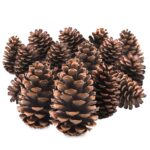 TRIXES 15er Set Natur Tannenzapfen 12cm – Rustikale Weihnachtsdeko für Kränze & Arrangements