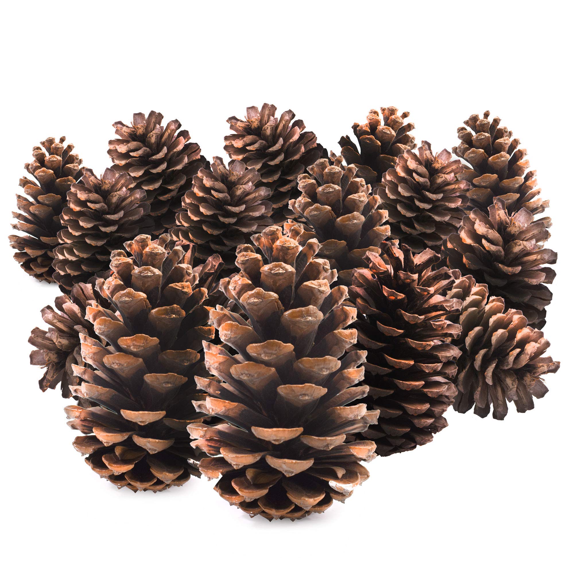 TRIXES 15er Set Natur Tannenzapfen 12cm – Rustikale Weihnachtsdeko für Kränze & Arrangements