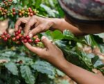 C&T Bio & Fairtrade Kaffee Adventskalender 2026 – 24 Senseo-Kaffeepads mit Spezialitätensorten – Bild 6