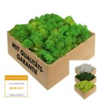GJS Islandmoos 1 kg laubgrün – Konserviertes Naturmoos für Deko & kreatives Basteln