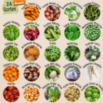 Bio Saatgut Adventskalender 2026 – 24 Demeter Gemüse Samen mit DIY Zubehör – Bild 6